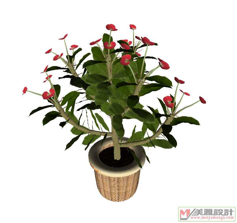 HP09_1_Euphorbia_milii_Crown_of_Thorns.jpg