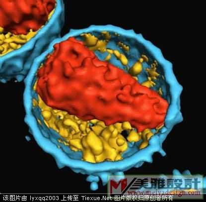 艾滋病病毒粒子内部结构