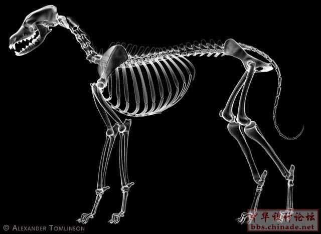 dogskeleton.jpg